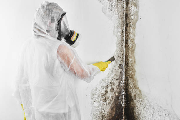 Best Basement Mold Remediation in Hauser, ID