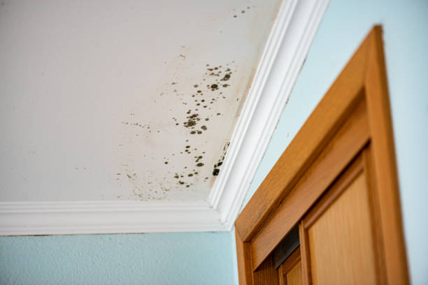 Best Bathroom Mold Remediation in Hauser, ID