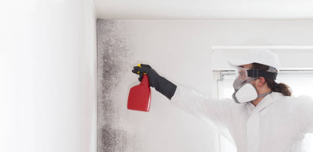 Best Attic Mold Remediation in Hauser, ID