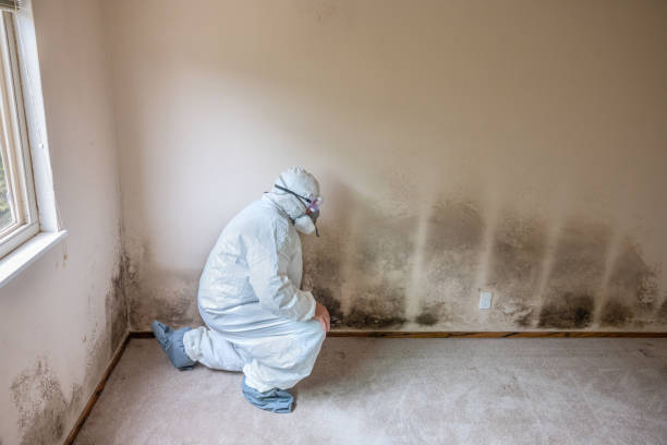 Best Mold Testing and Inspection Services in Hauser, ID