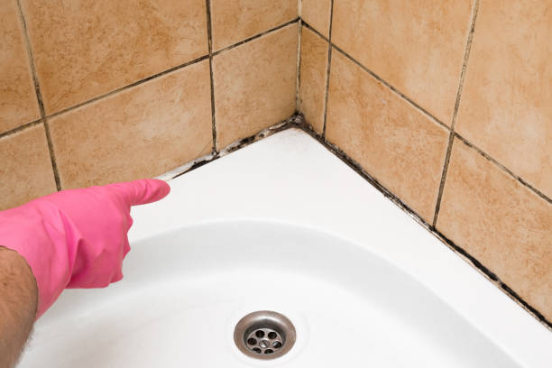 Best Attic Mold Remediation in Hauser, ID