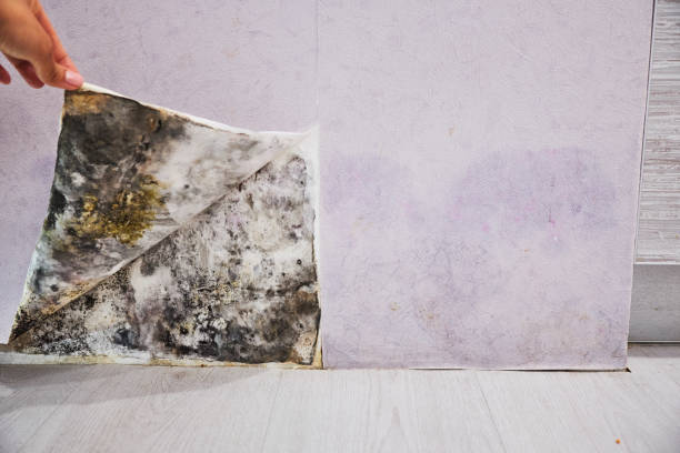 Best Insurance-Related Mold Remediation in Hauser, ID